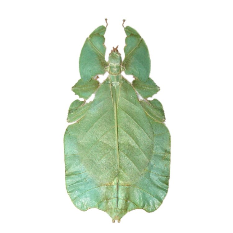 Real phyllium pulchrifolium green leaf bug specimens for sale