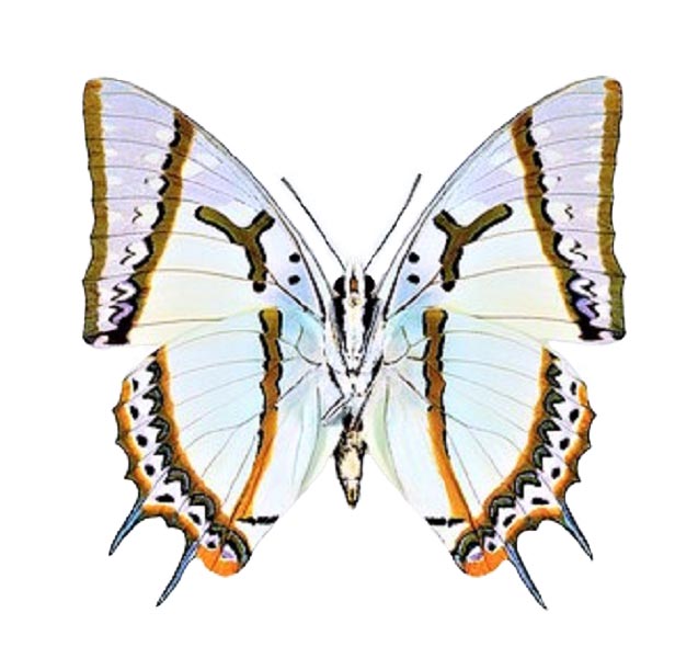 Polyura eudamippus white gold butterfly verso Indonesia
