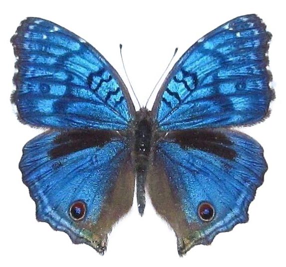 Precis rhadama blue buckeye male butterfly Africa