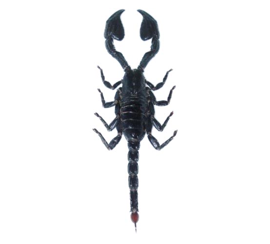 Scorpion Africa