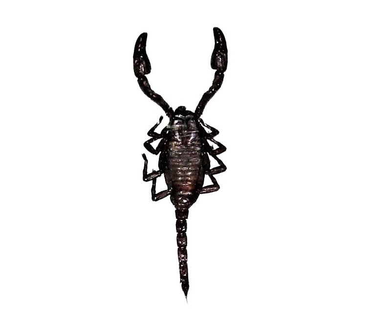Scorpion Indonesia