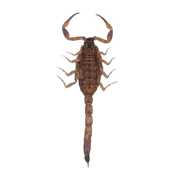 Scorpion USA