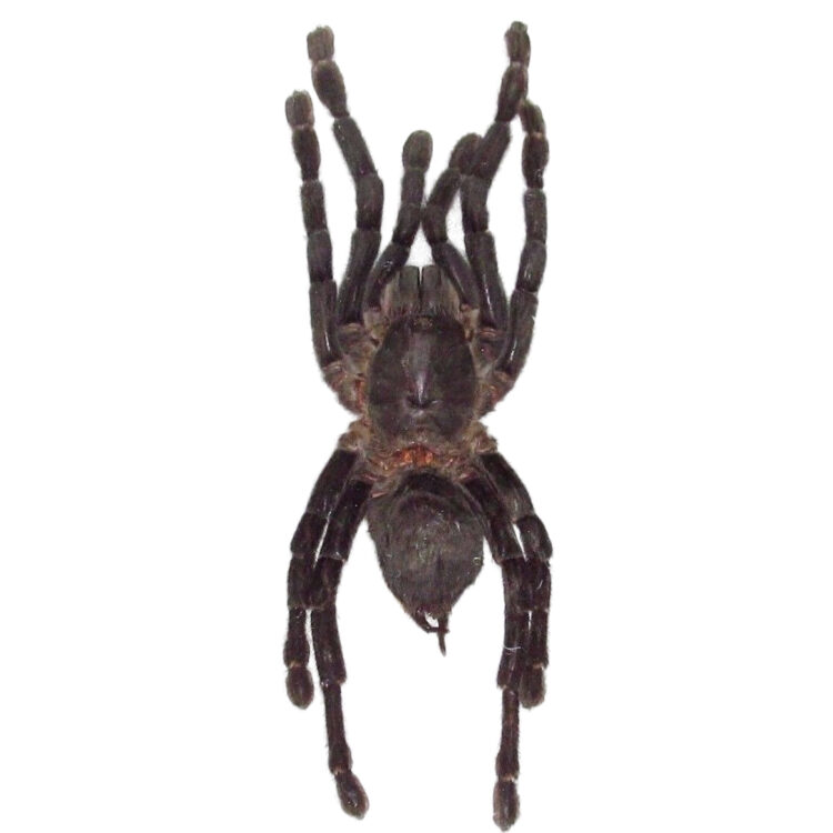 Spider minax tarantula