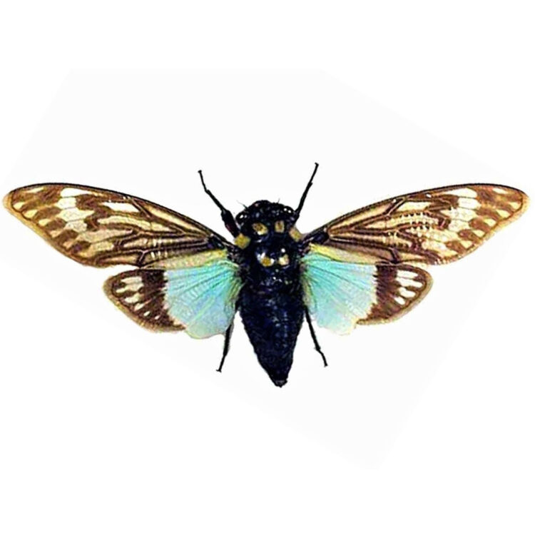 Tosena splendida blue green clear cicada Thailand