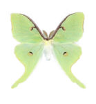 Real Actias luna moth for sale
