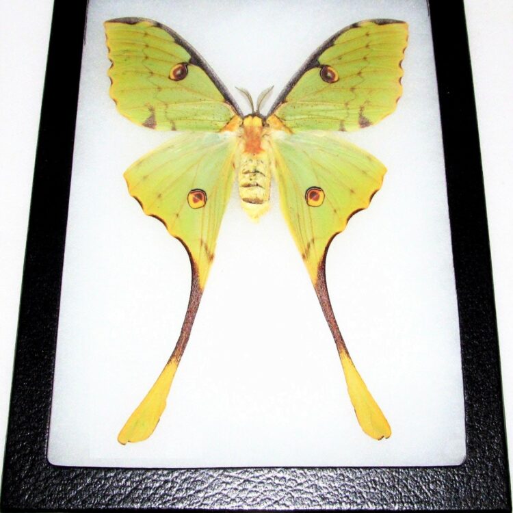 Argema mimosae framed green yellow comet moth Madagascar