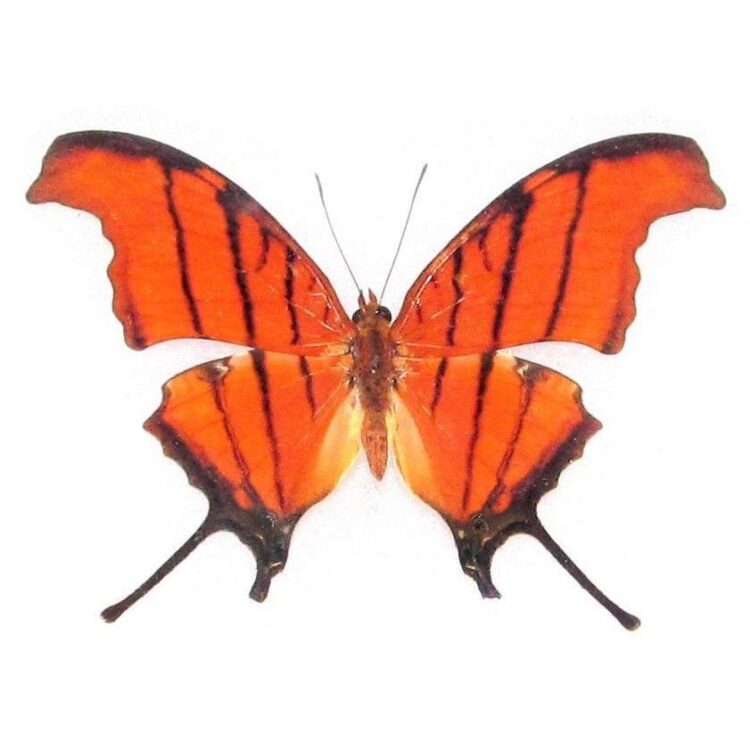 Marpesia petreus red orange daggerwing butterfly Peru