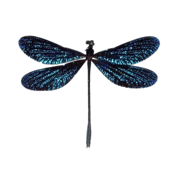 Real blue dragonfly specimens for sale