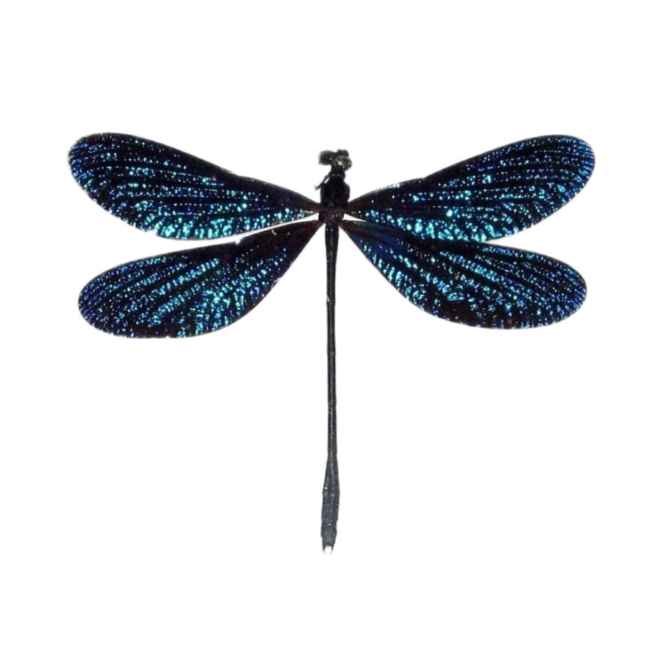 Real blue dragonfly specimens for sale