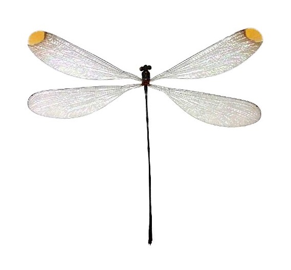 dragonfly microstigma