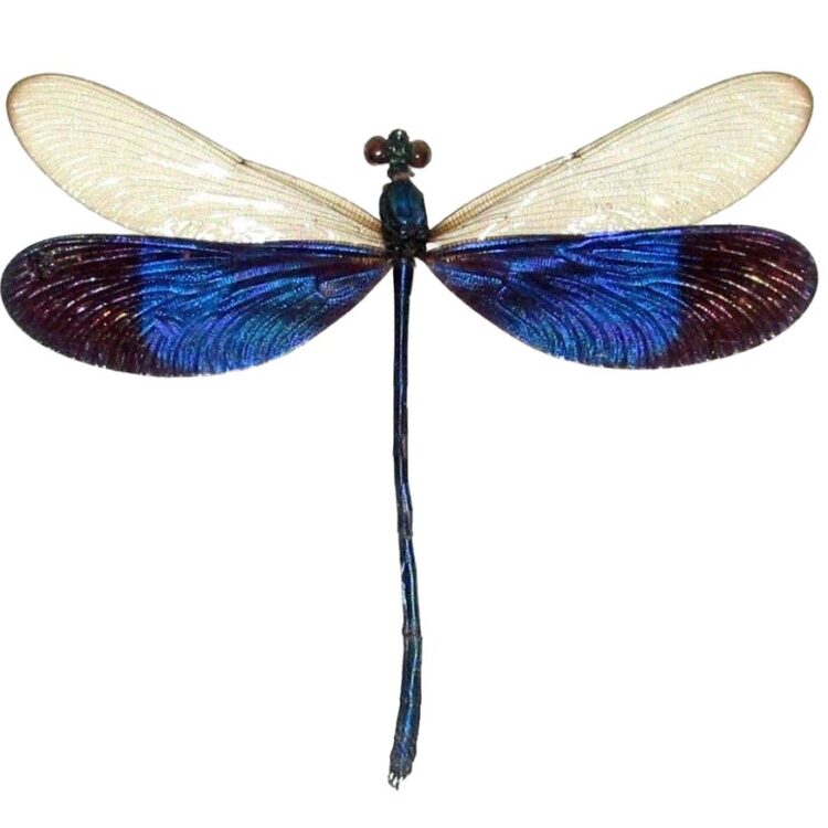 dragonfly neurobasis kaupi