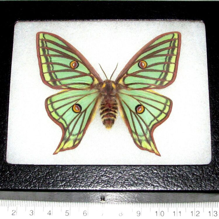 Graellsia isabellae green spanish moon moth saturn moth male Spain