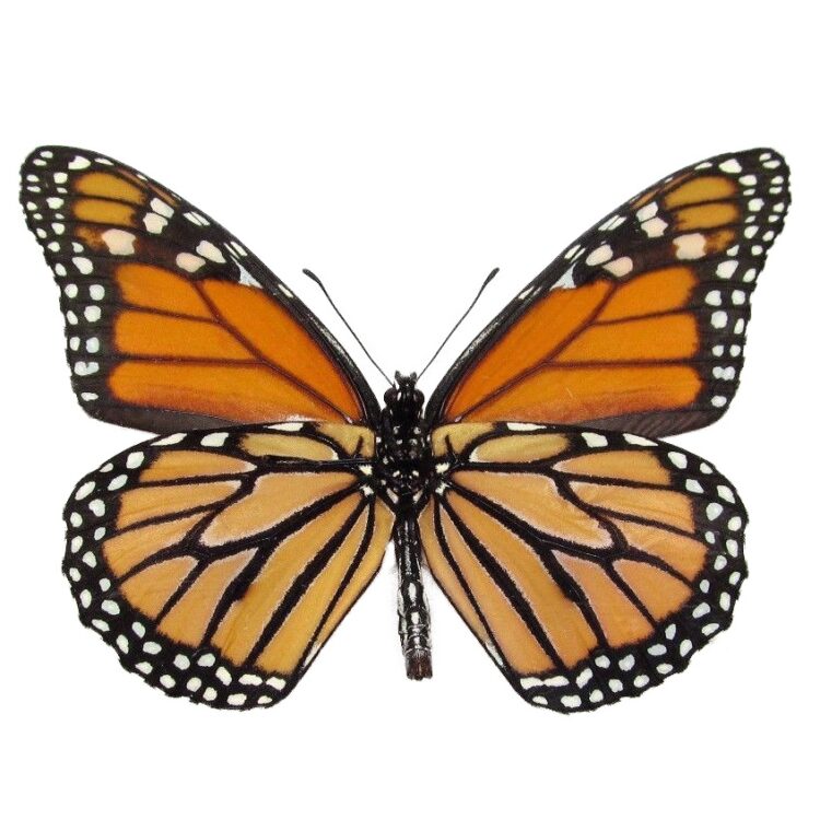 monarch butterflies for sale, verso