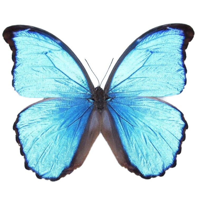 morpho didius butterfly for sale