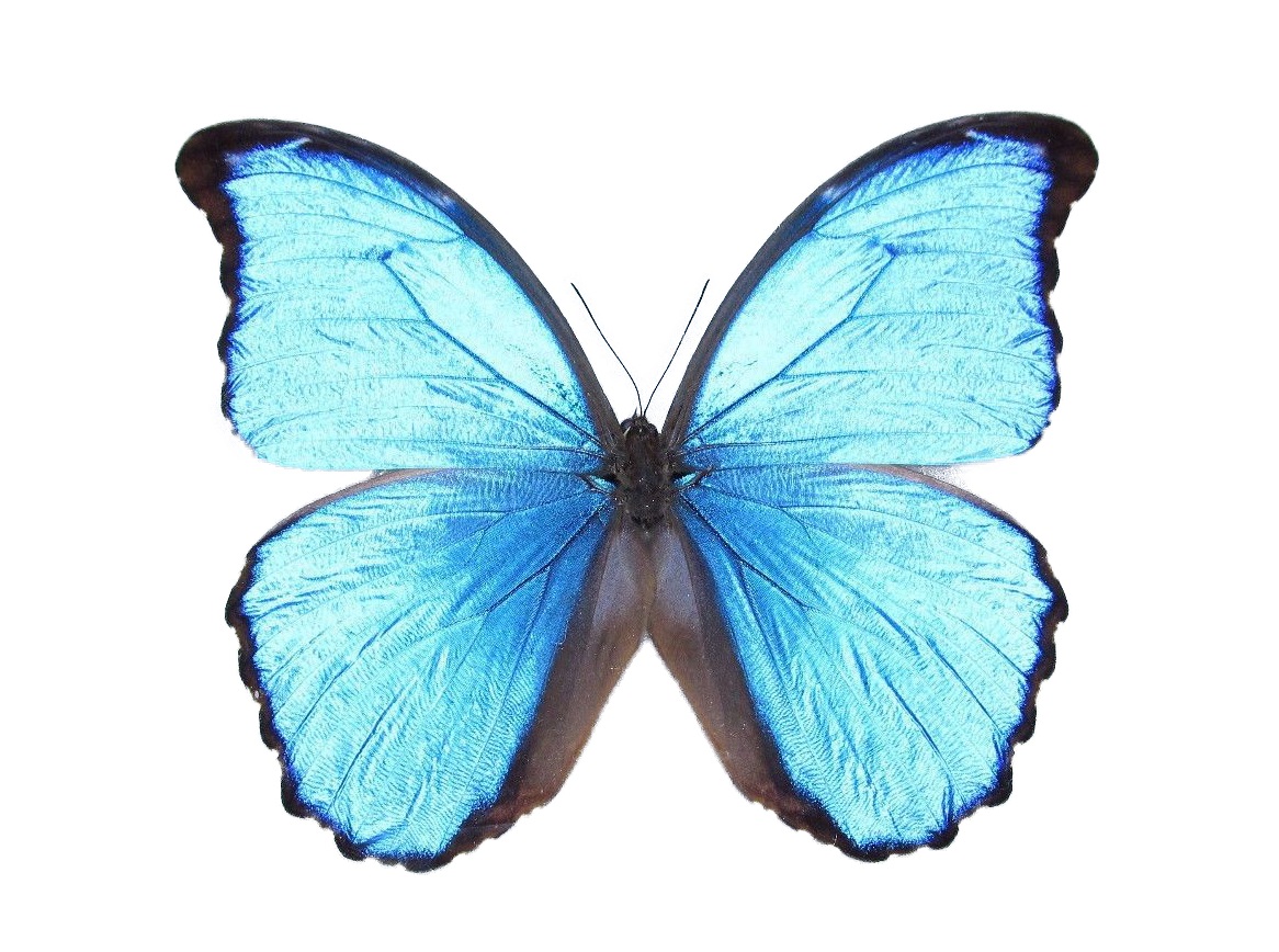 morpho didius butterfly for sale
