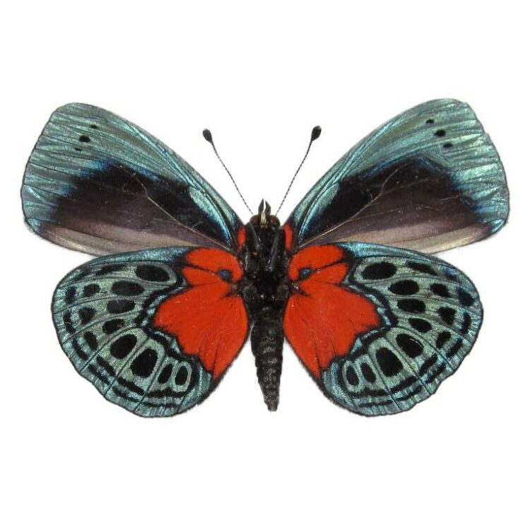 Callithea optima blue red butterfly Peru