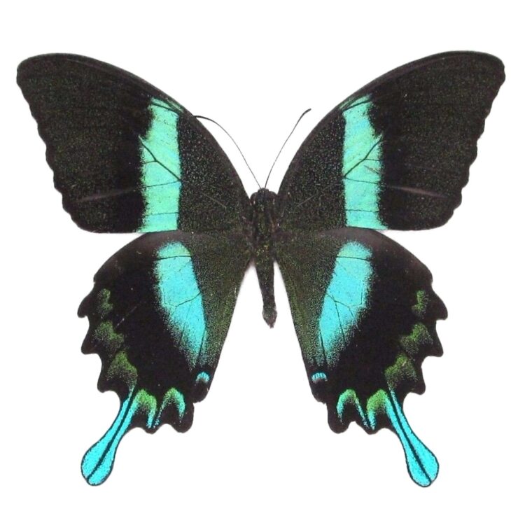Real Papilio blumei peacock swallowtail butterfly for sale