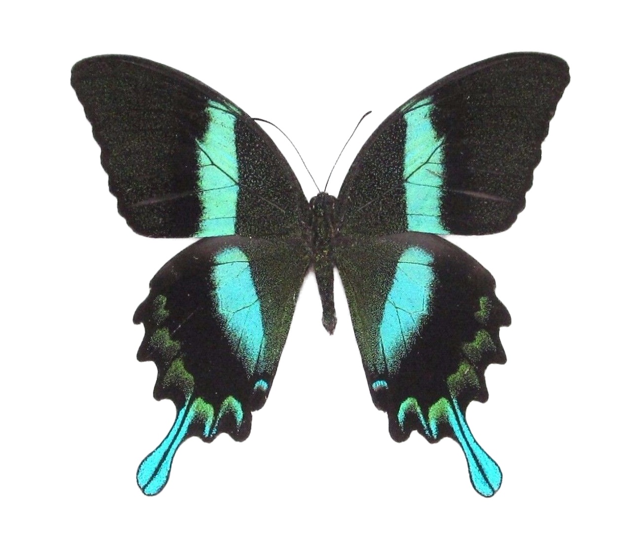 BicBugs lot of 10 Papilio Swallowtail Blue Green Butterfly Wings 