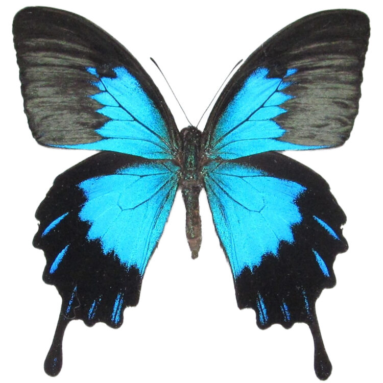 Papilio ulysses telegonus swallowtail blue black butterfly Indonesia
