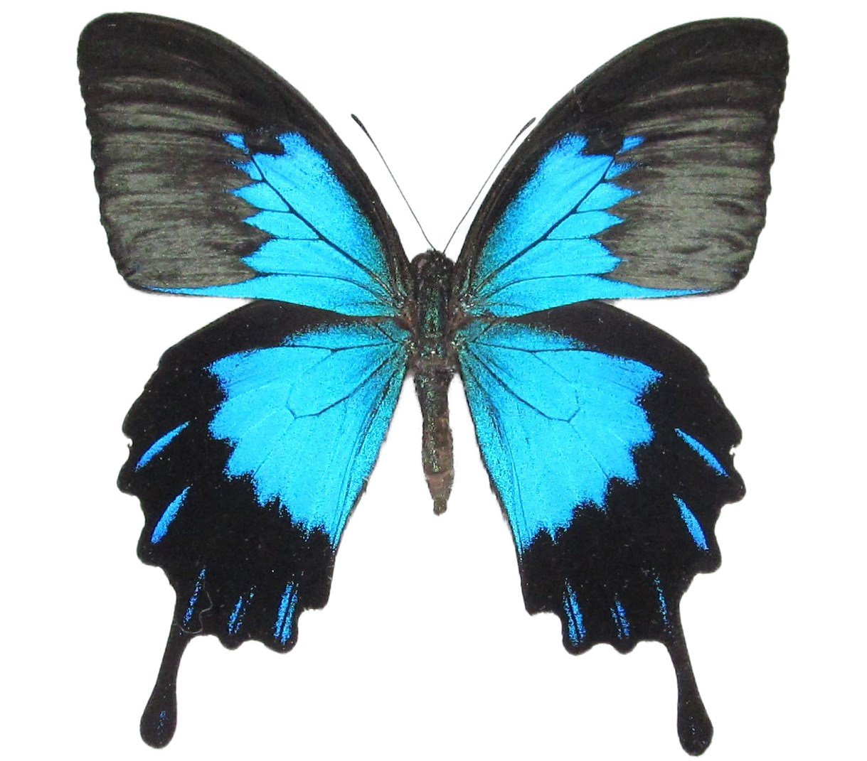 Buy real Papilio ulysses swallowtail blue black butterfly for sale ...