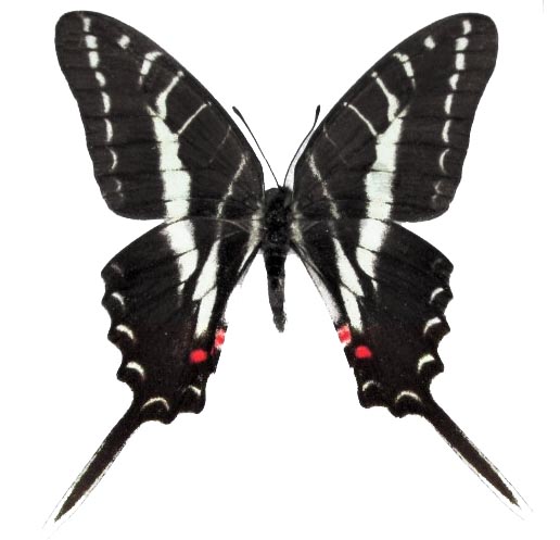 Protographium philolaus red white black butterfly Mexico