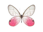 Real Cithaerias merolina butterflies for sale