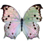 Real Salamis parhassus butterflies for sale