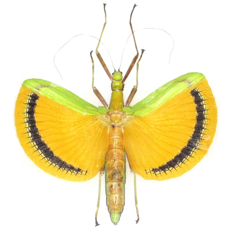 Tagesoidea nigrofasciata yellow black green stick bug female Malaysia