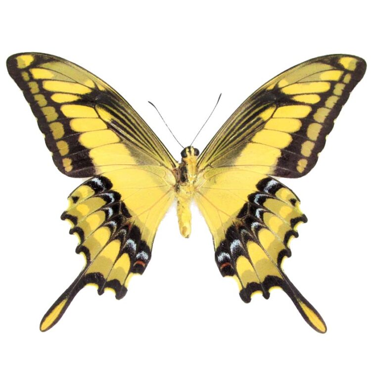 Papilio thoas king swallowtail verso yellow black butterfly Peru