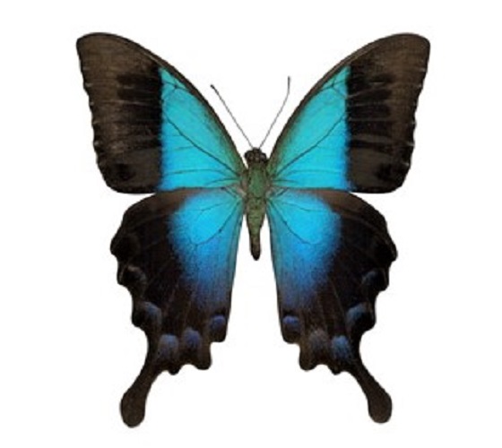 3P-145 - Papilio pericles 72