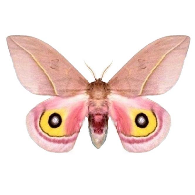 Automeris cecrops pamina pink saturn moth Arizona USA