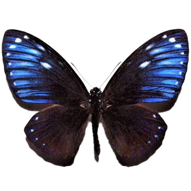 Chilasa paradoxa butterfly