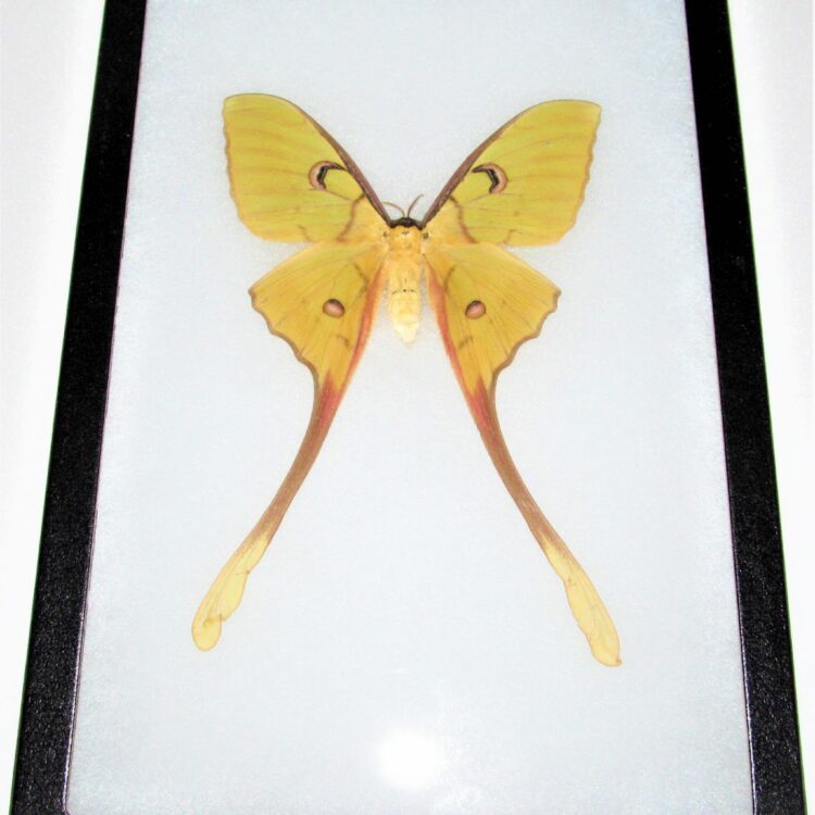 actias maenas female saturn moth framed