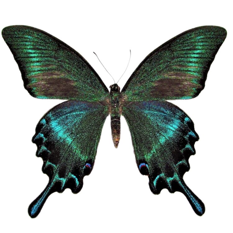 Papilio maacki summer form
