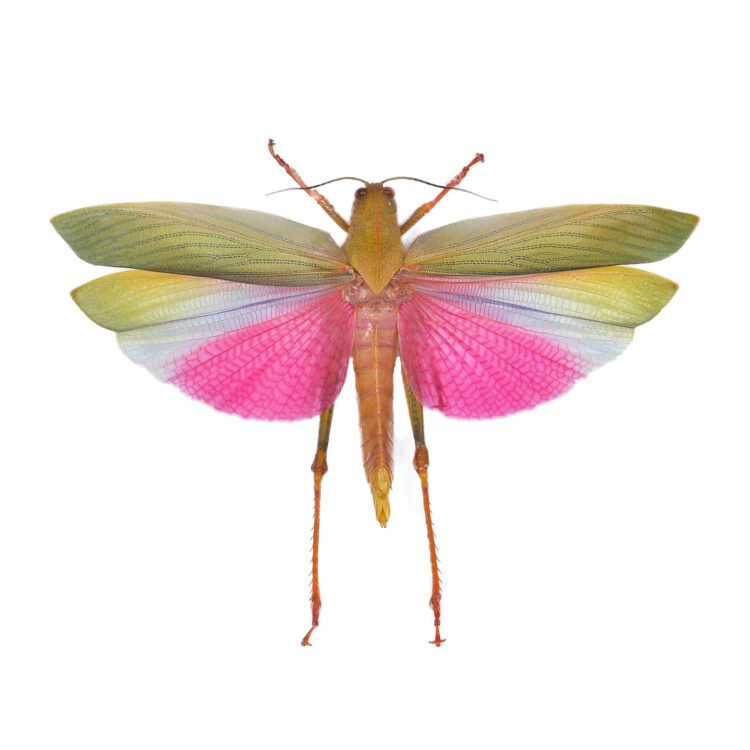 Lophacris cristata grasshopper