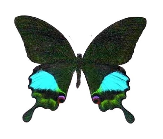 Papilio paris Indonesia