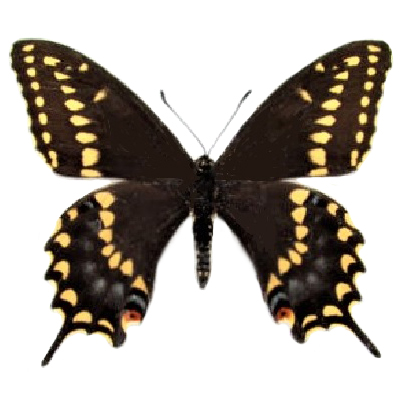 Papilio polyxenes male