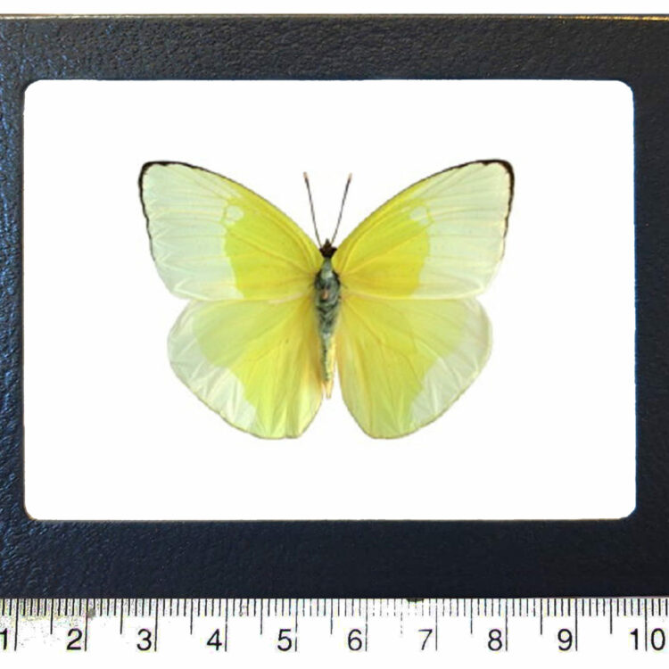 Phoebis statira yellow sulfur butterfly Florida USA