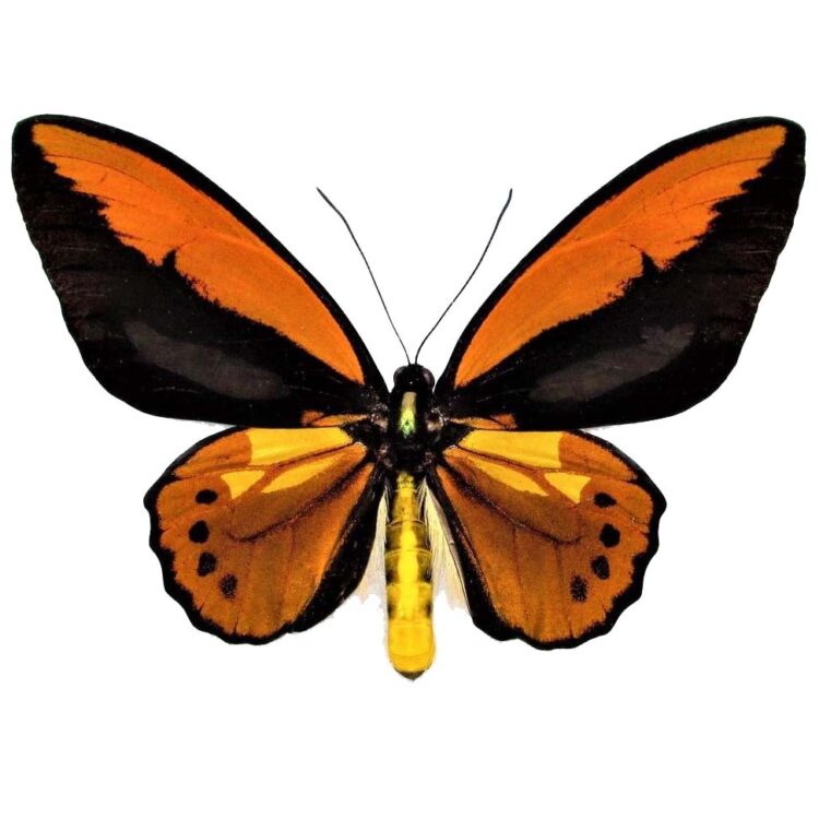 Ornithoptera croesus orange copper birdwing butterfly Indonesia