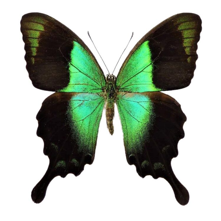 Papilio peranthus transiens 2