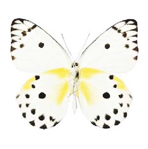 Pieris calypso white black yellow butterfly Cameroon Africa