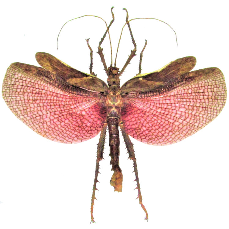 Heteropteryx dilatata pink stick bug male Malaysia