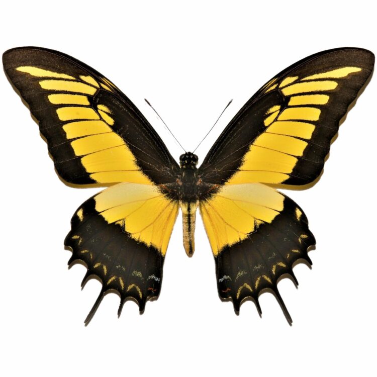 Queen Swallowtail Papilio androgeus Tingo Maria PERU