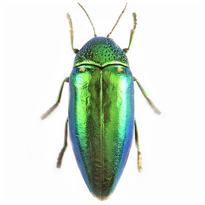 Sternocera aequisignata green buprestid beetle thailand