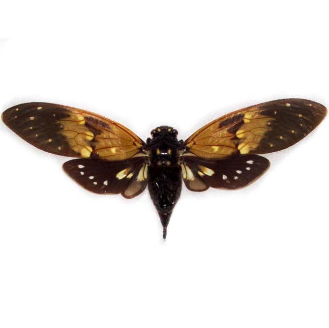 Ambragaena ambra black brown cicada Thailand