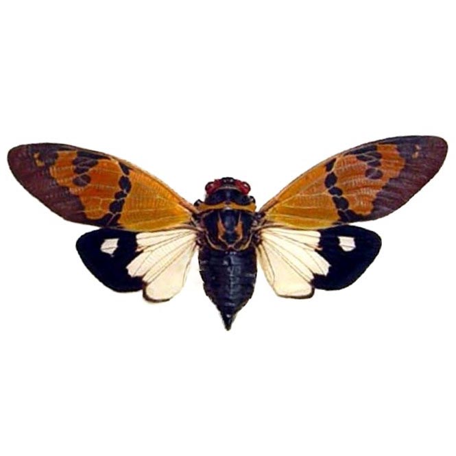 cicada Gaena festiva