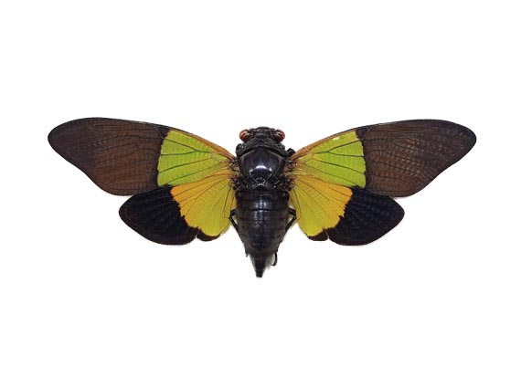 cicada Trengganua sibylla