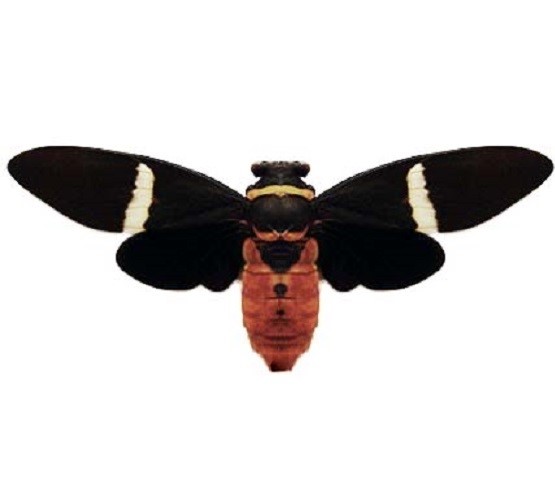 cicada tosena albata2