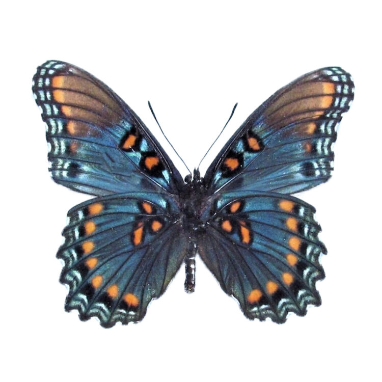 AZ red spotted purple