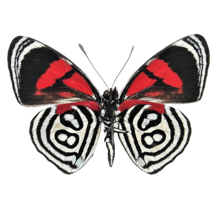 Callicore kolyma black white red butterfly verso Peru